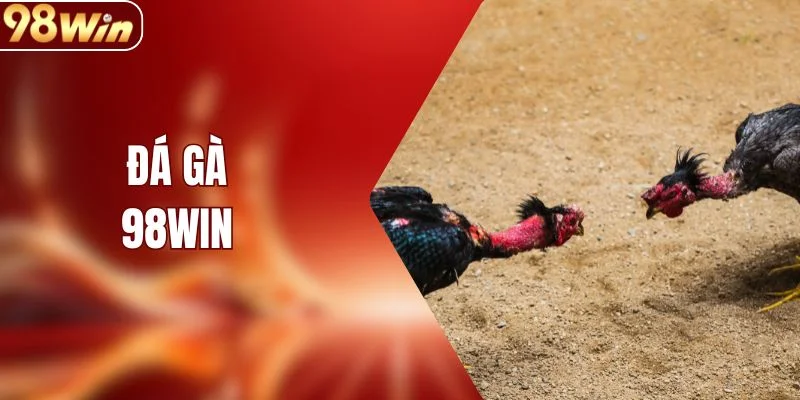 Đá Gà - Điểm Đến Giải Trí Kịch Tính Cho Hội Viên 98WIN